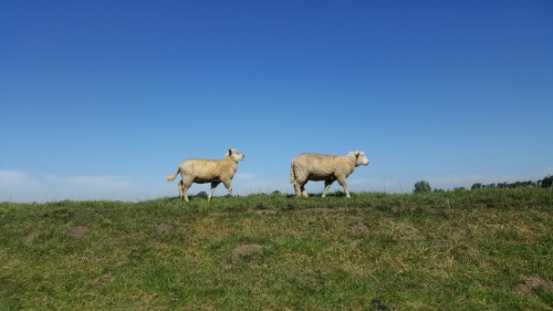 Zwei Schafe auf eine Wiese