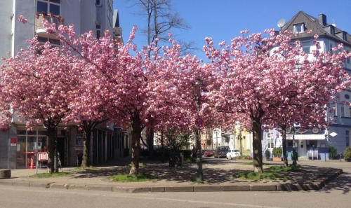 Bäume mit rosa Kirschblüten in Düsseldorf
